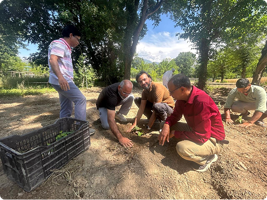 First seedlings being planted by hand — Sundernagar, Himachal Pradesh.