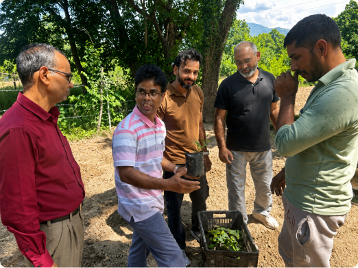 CSIR-IHBT team reviewing seedling health during a field visit.