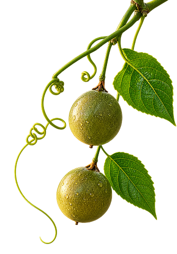 https://thesquirrelsgroup.com/wp-content/uploads/2026/09/mon-fruit-illustration.png